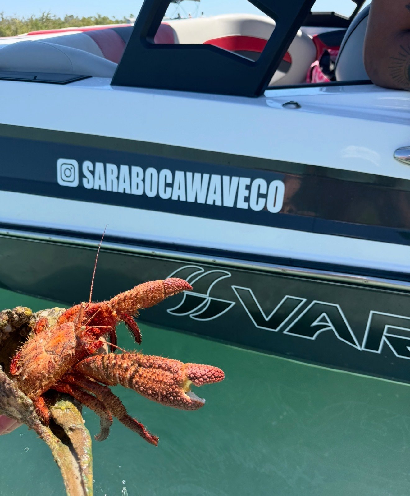 Giant hermit crab found on the water in Southwest Florida