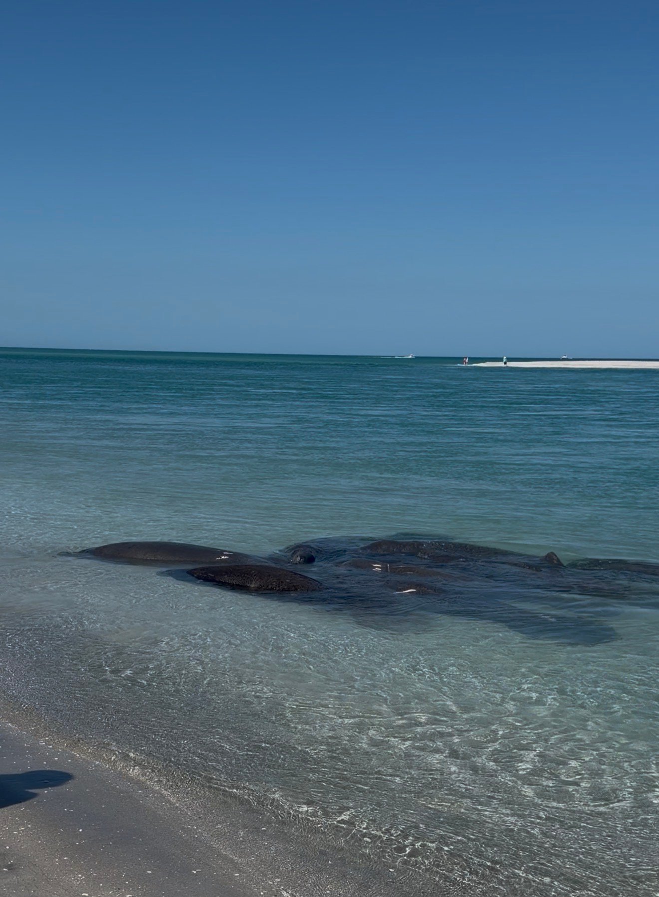 Mating manatees in the crystal clear Southwest Florida water