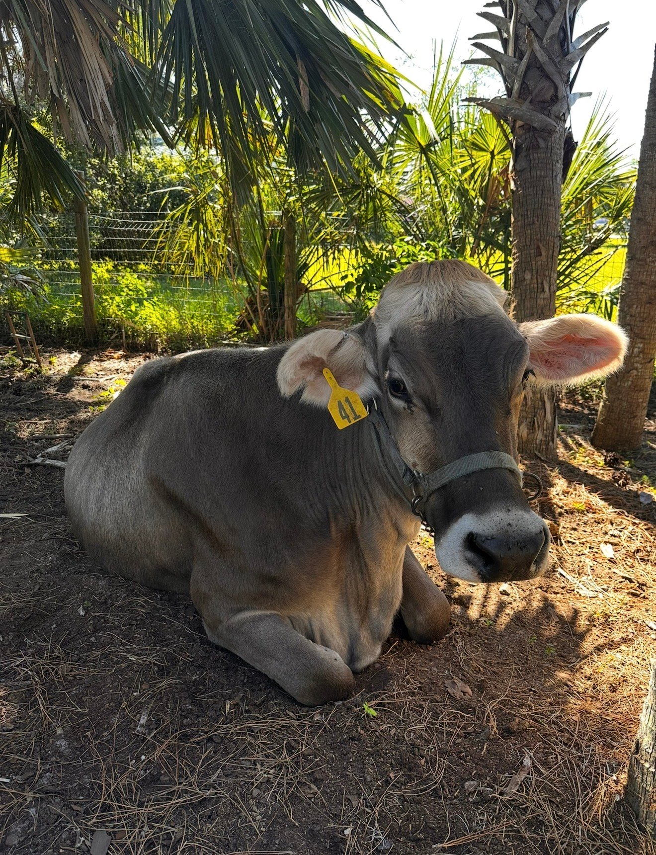Fandango Sanctuary farm animal rescue, Englewood FL