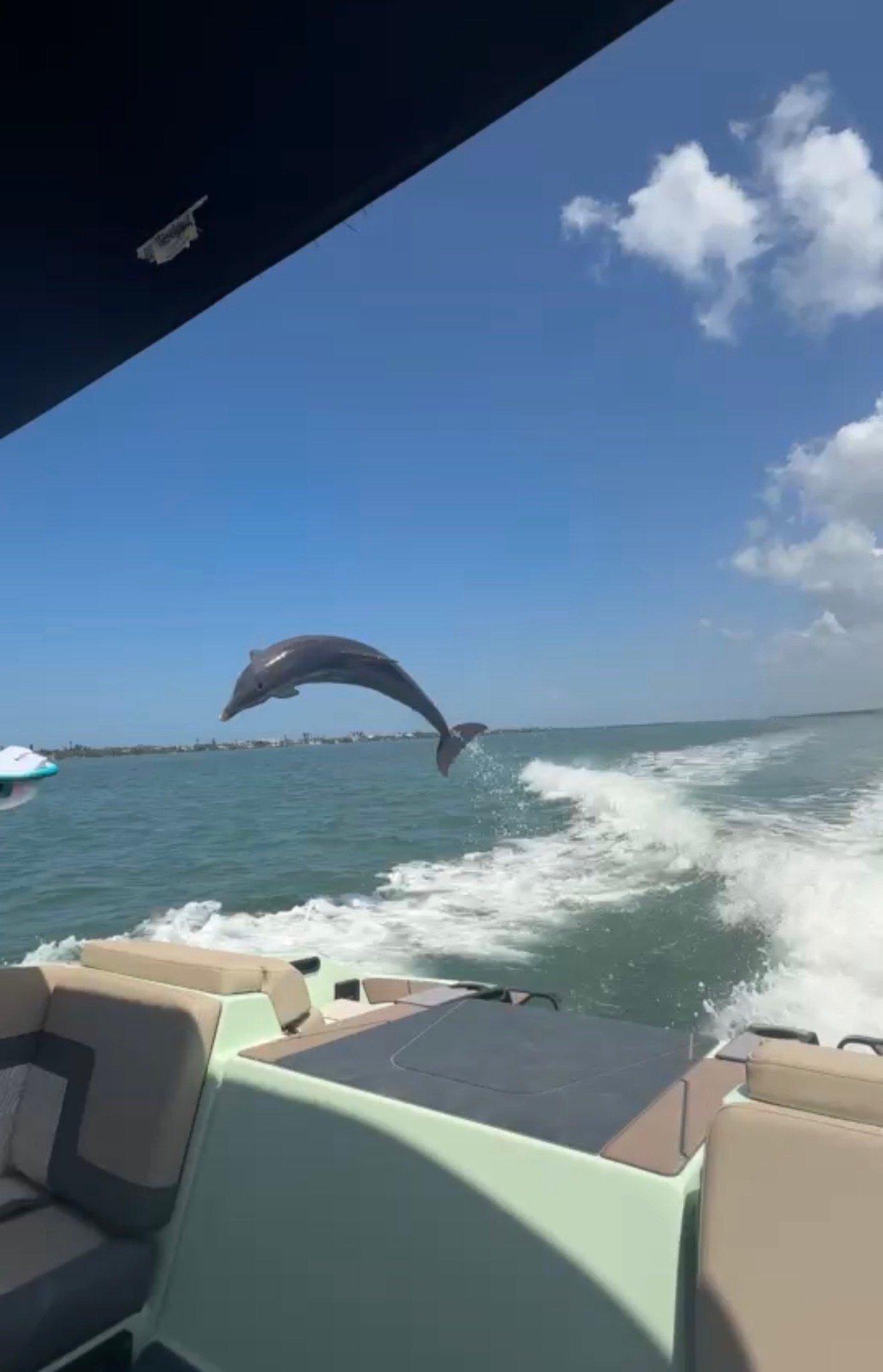 Dolphin launching out of the water on Lemon Bay