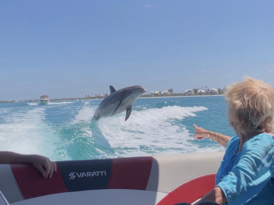 Dolphins surfing wake Gulf Coast